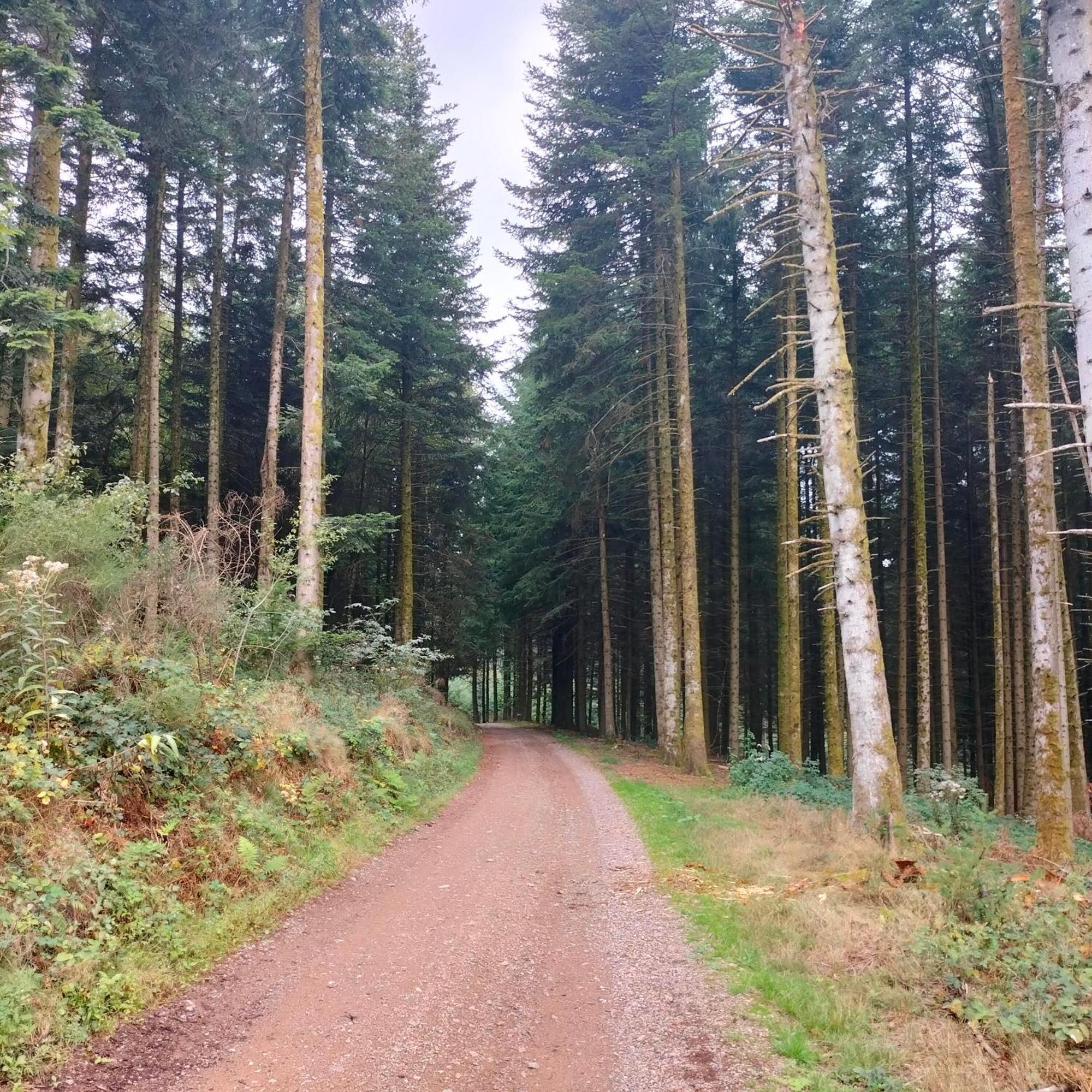 Gite Des Sapins Ranchal Экстерьер фото
